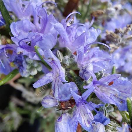 Rosmarinus officinalis 'Riviera' - Romarin tapissant