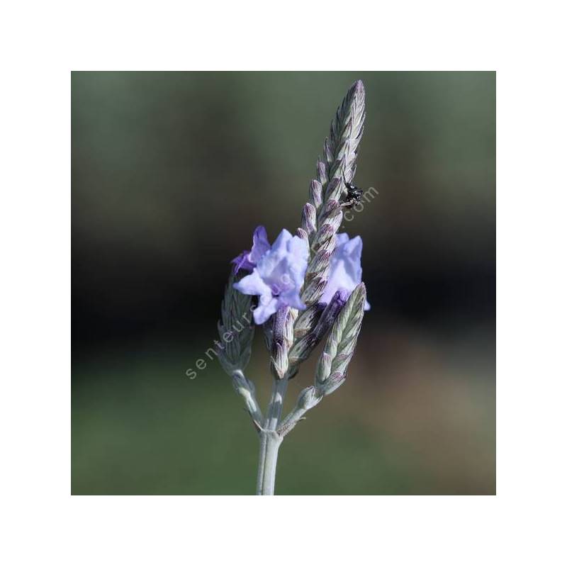 Lavandula canariensis - Lavande des Canaries