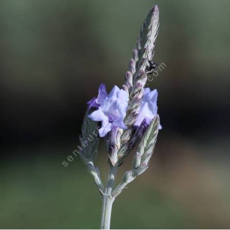 Lavandula canariensis - Lavande des Canaries