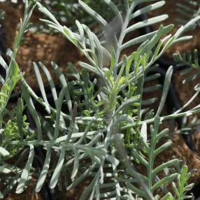 Lavandula canariensis - Lavande des Canaries