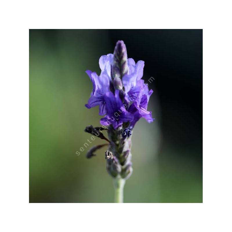 Lavandula pinnata - Lavande pennée