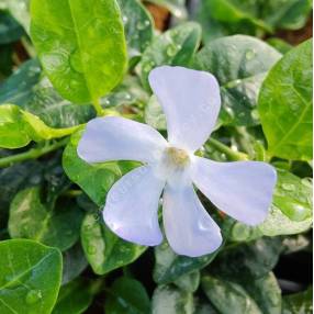 Vinca minor 'Valentin' - Petite pervenche bleu clair