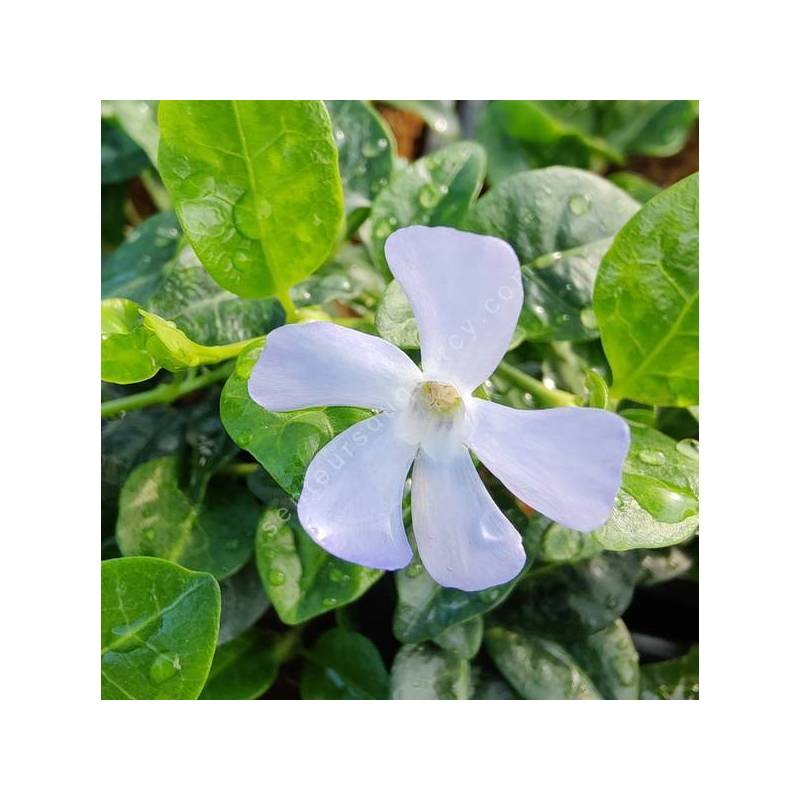 Vinca minor 'Valentin' - Petite pervenche bleu clair