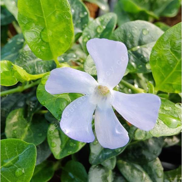 Vinca minor 'Valentin' - Petite pervenche bleu clair