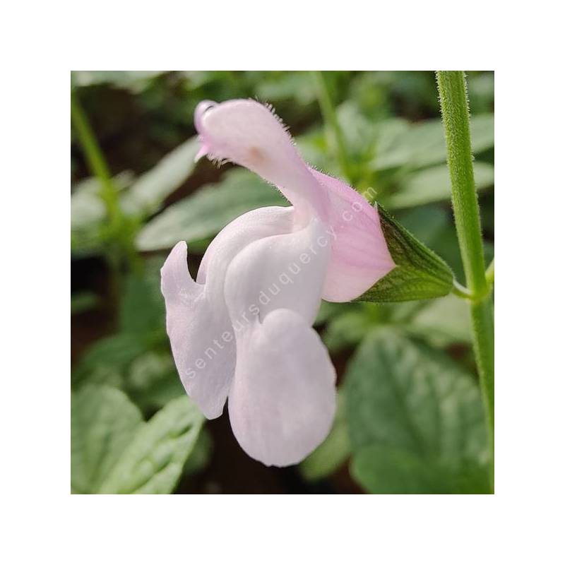 Salvia 'Ondine' - Sauge arbustive rose et blanche