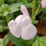 Salvia 'Ondine' - Sauge arbustive rose et blanche