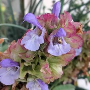 Salvia pomifera -Sauge à Crète