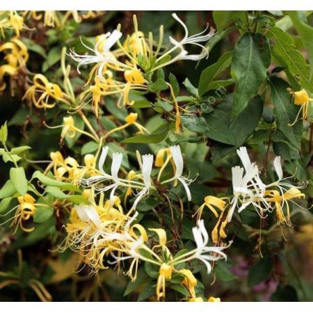 Lonicera similis var. delavayi - Chèvrefeuille du Père Delavay