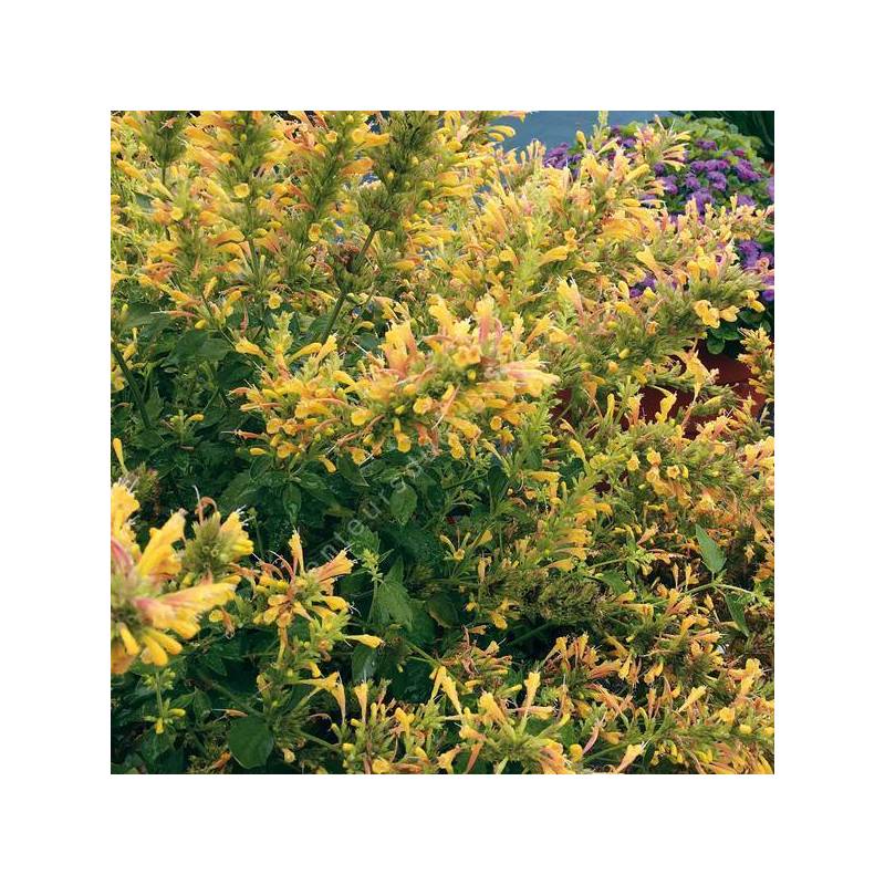 Agastache aurantiaca 'Jaune' - Agastache jaune