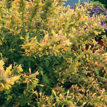 Agastache aurantiaca 'Jaune' - Agastache jaune