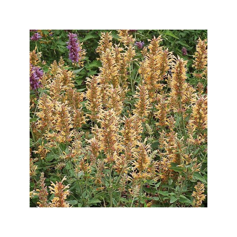 Agastache aurantiaca 'Dorée' - Agastache jaune d'or