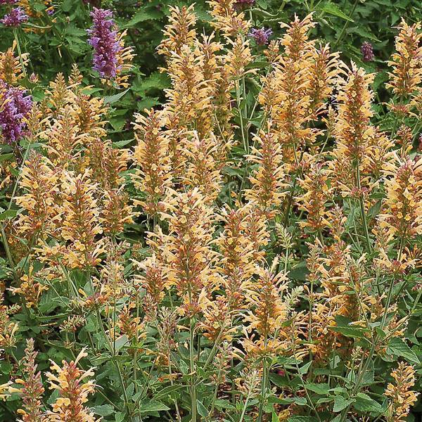 Agastache aurantiaca 'Dorée' - Agastache jaune d'or