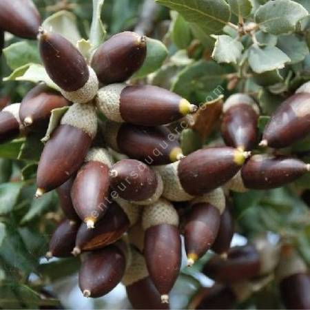 Quercus ilex subsp. ballota - Chêne à gland doux