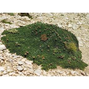 Globularia cordifolia 'Mont Ventoux' - globulaire à feuille en forme de cœur