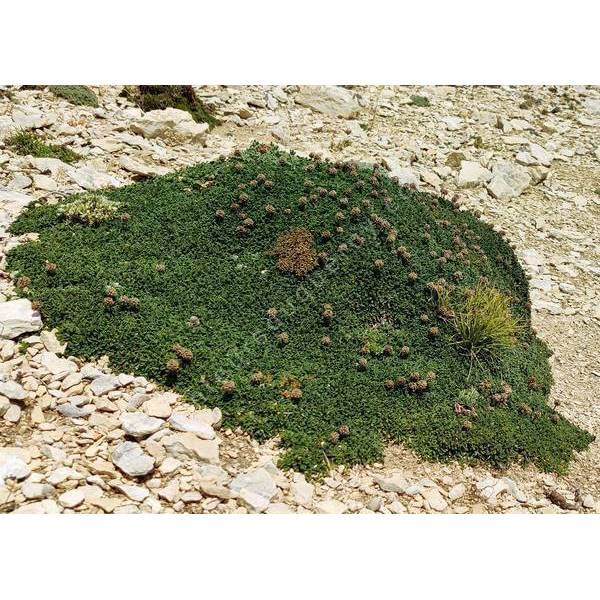 Globularia cordifolia 'Mont Ventoux' - globulaire à feuille en forme de cœur