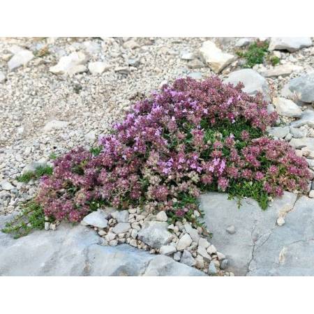 Thymus nervosus 'Mont Ventoux' - Thym à nervures saillantes