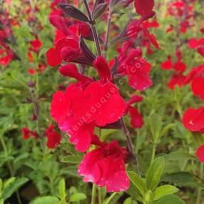 Salvia 'Radio Red' - Sauge arbustive rouge coquelicot