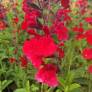 Salvia 'Radio Red' - Sauge arbustive rouge coquelicot