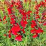 Salvia 'Radio Red' - Sauge arbustive rouge coquelicot