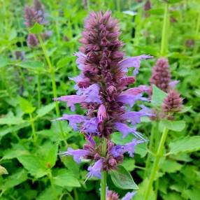 Agastache aurantiaca 'Silver' - Agastache mauve