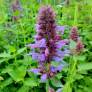 Agastache aurantiaca 'Silver' - Agastache mauve