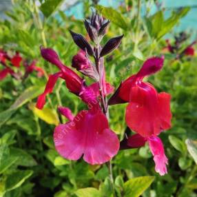 Salvia 'Wine and Rose' - Sauge de Graham rouge