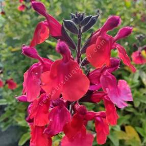 Salvia 'Wine and Rose' - Sauge de Graham rouge