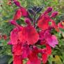 Salvia 'Wine and Rose' - Sauge de Graham rouge