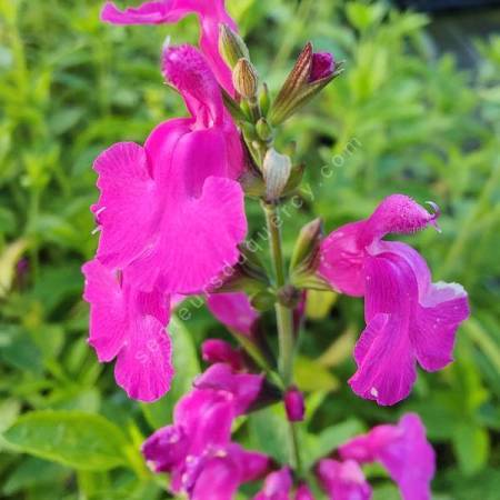 Salvia 'Trewithen' - Sauge arbustive rose