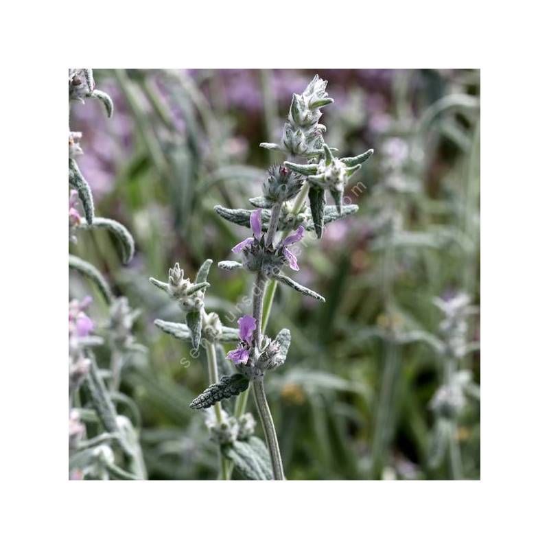 Stachys cretica subsp. vacillans - Épiaire