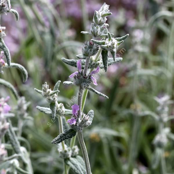 Stachys cretica subsp. vacillans - Épiaire