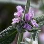 Stachys cretica subsp. vacillans - Épiaire