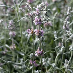 Stachys cretica subsp. vacillans - Épiaire