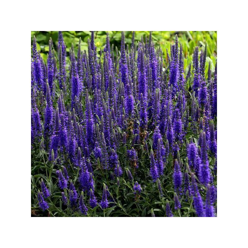 Veronica spicata 'Baby Blue' - Véronique en épis naine