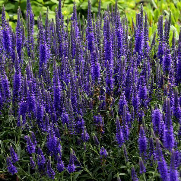 Veronica spicata 'Baby Blue' - Véronique en épis naine