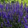 Veronica spicata 'Baby Blue' - Véronique en épis naine