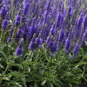 Veronica spicata 'Baby Blue' - Véronique en épis naine