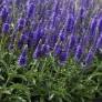 Veronica spicata 'Baby Blue' - Véronique en épis naine