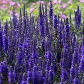 Veronica spicata 'Baby Blue' - Véronique en épis naine