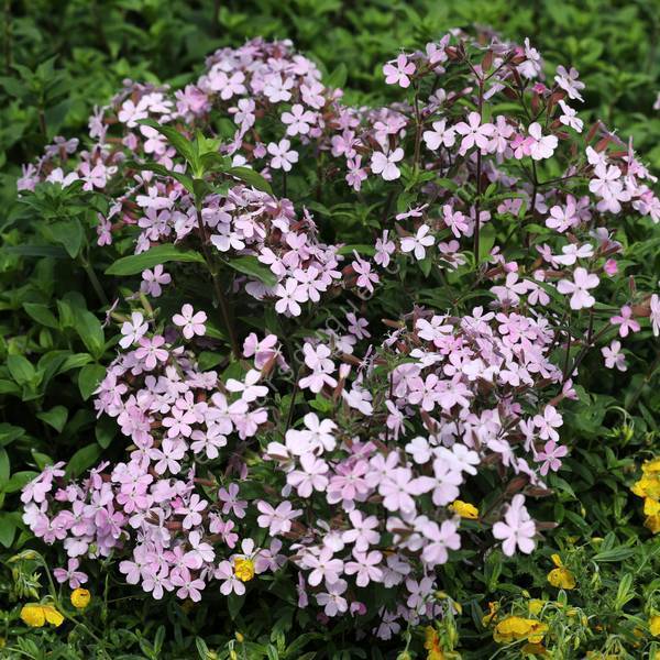 Saponaria 'Sigurd' - Saponaire