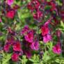 Salvia greggii 'Mirage Burgundy'  - Sauge arbustive rouge Bourgogne