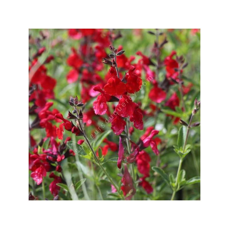 Salvia 'Radio Red' - Sauge arbustive rouge coquelicot