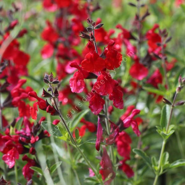 Salvia 'Radio Red' - Sauge arbustive rouge coquelicot