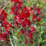 Salvia 'Radio Red' - Sauge arbustive rouge coquelicot