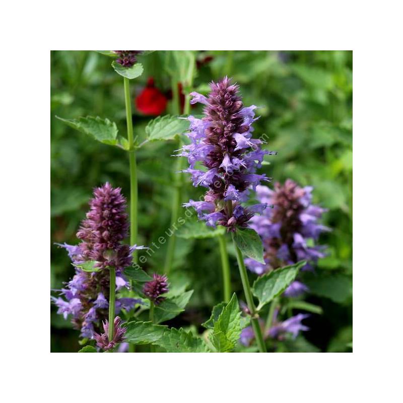 Agastache aurantiaca 'Silver' - Agastache mauve