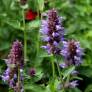 Agastache aurantiaca 'Silver' - Agastache mauve