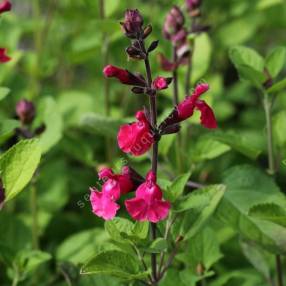 Salvia 'Pink Pong' - Sauge arbustive rose