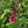 Salvia 'Pink Pong' - Sauge arbustive rose