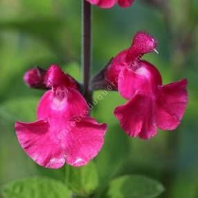 Salvia 'Pink Pong' - Sauge arbustive rose