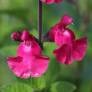 Salvia 'Pink Pong' - Sauge arbustive rose